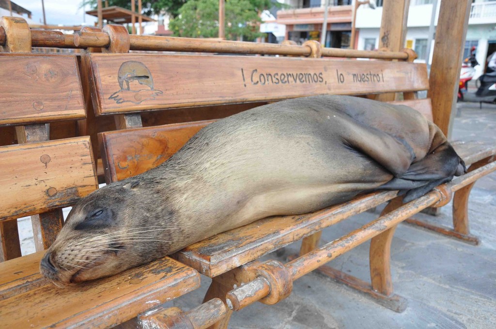 Galapagos Wildlife © John Bell